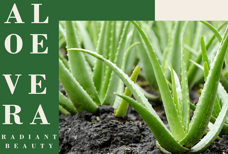 Akshaa Nature Farm: Nurturing Aloe Vera Goodness for Radiant Beauty