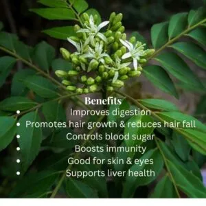 benefits of curry leaves