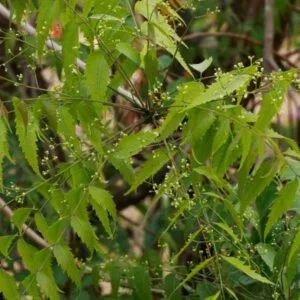 neem leaves